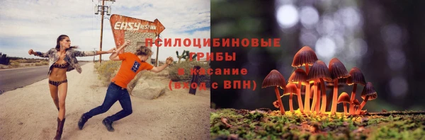 прущие грибы Нефтекумск